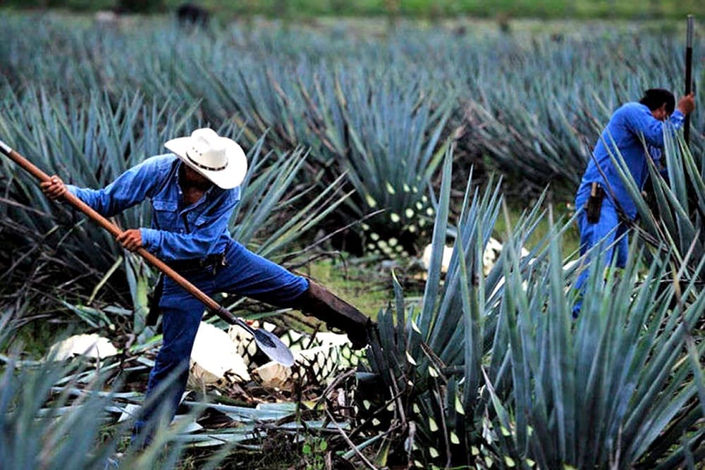 Tequila Jalisco: Cuna del Tequila, Destilerías y Paisajes de Agave