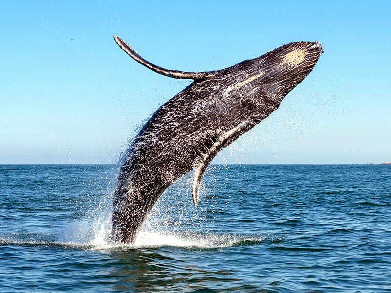 Tour de Avistamiento de Ballenas en Puerto Vallarta