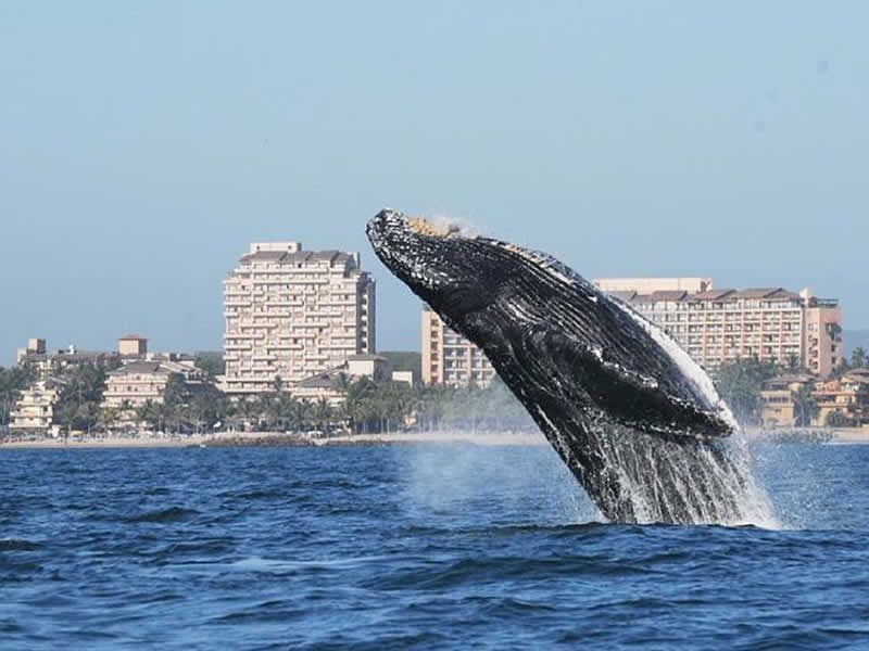 Tour de Avistamiento de Ballenas en Puerto Vallarta