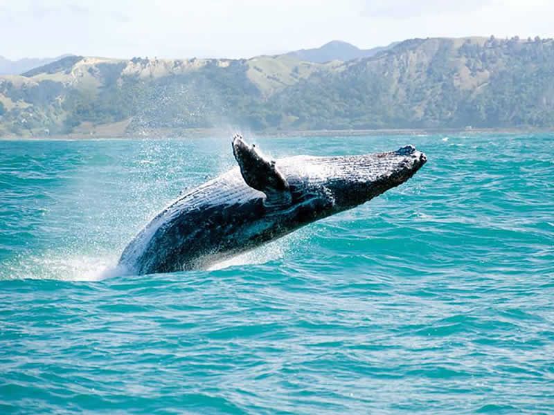 Tour de Avistamiento de Ballenas en Puerto Vallarta