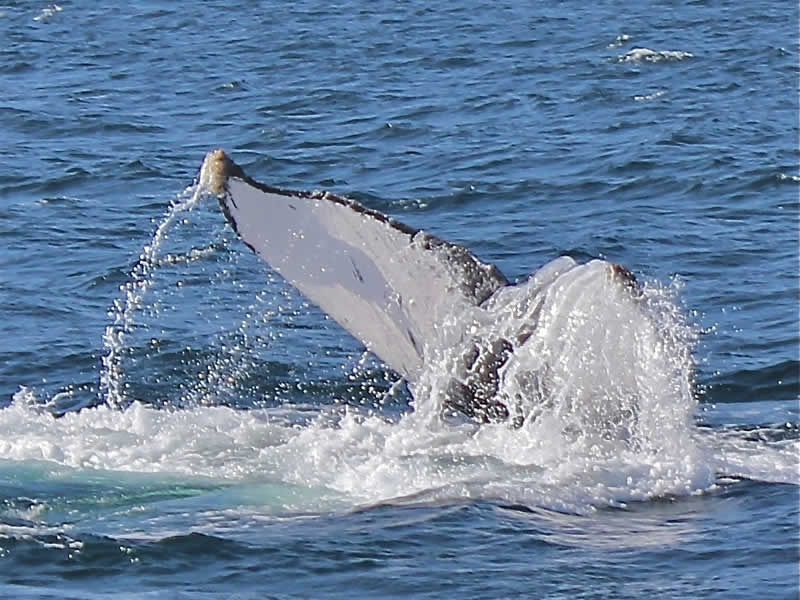 Tour de Avistamiento de Ballenas en Puerto Vallarta