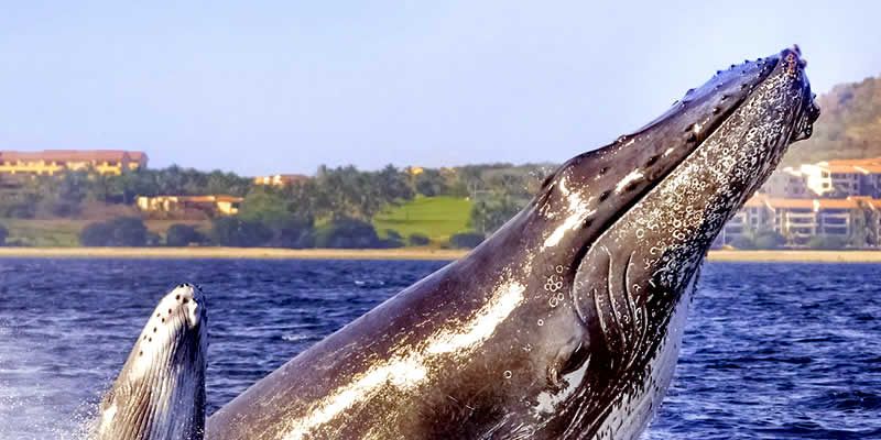 Tour de Avistamiento de Ballenas en Puerto Vallarta