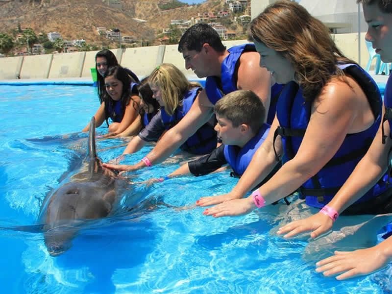 Royal Swim en Puerto Vallarta | Nado Exclusivo con Delfines